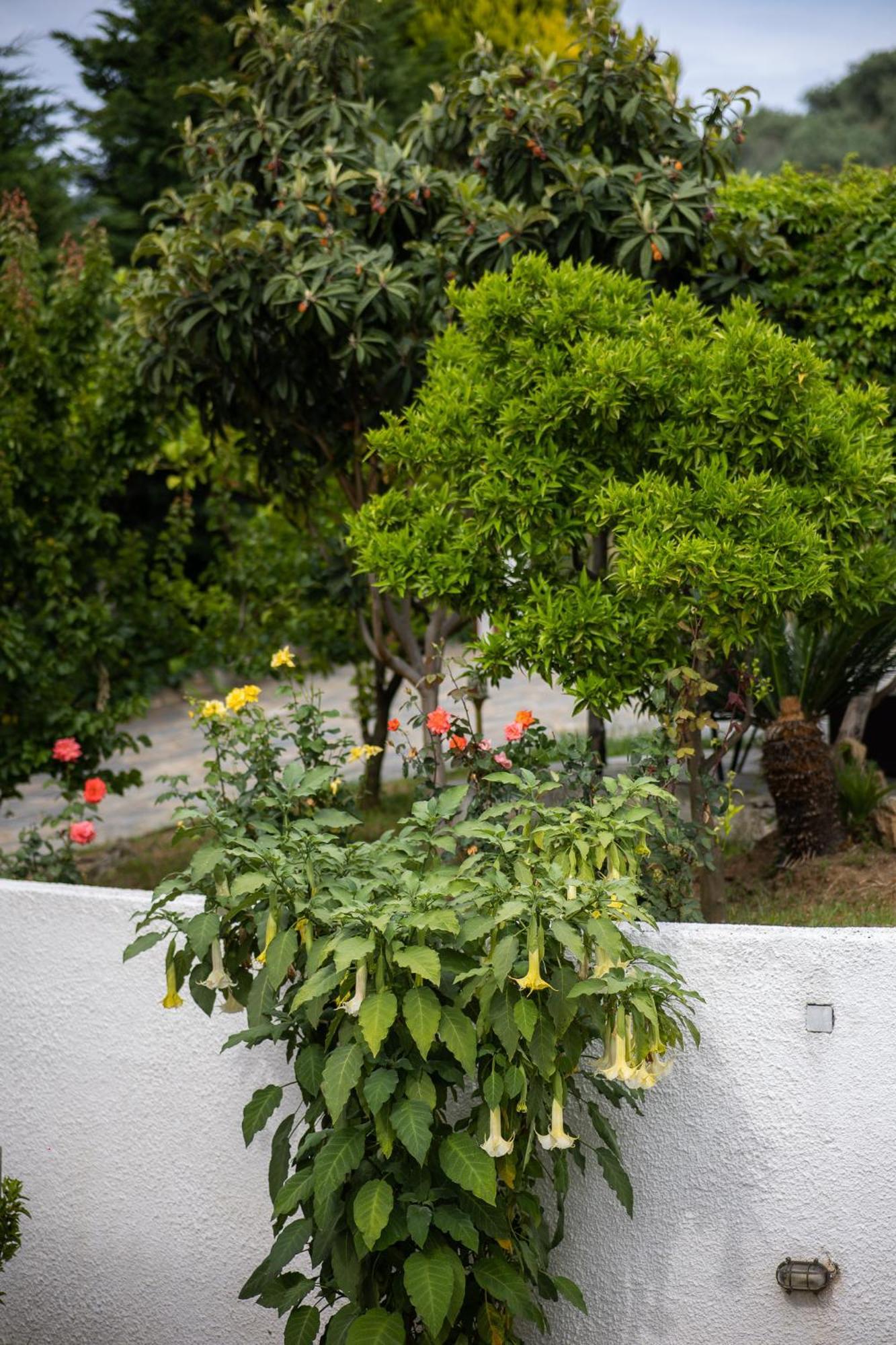 Seralis Pelion Áfissos Buitenkant foto